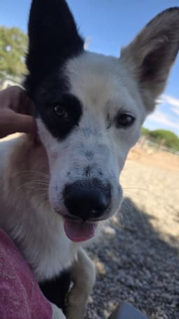 Bandit image 4