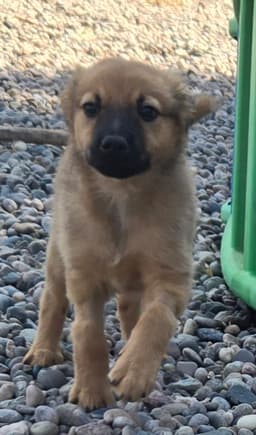 Riley image 1