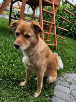 Tucker image 1