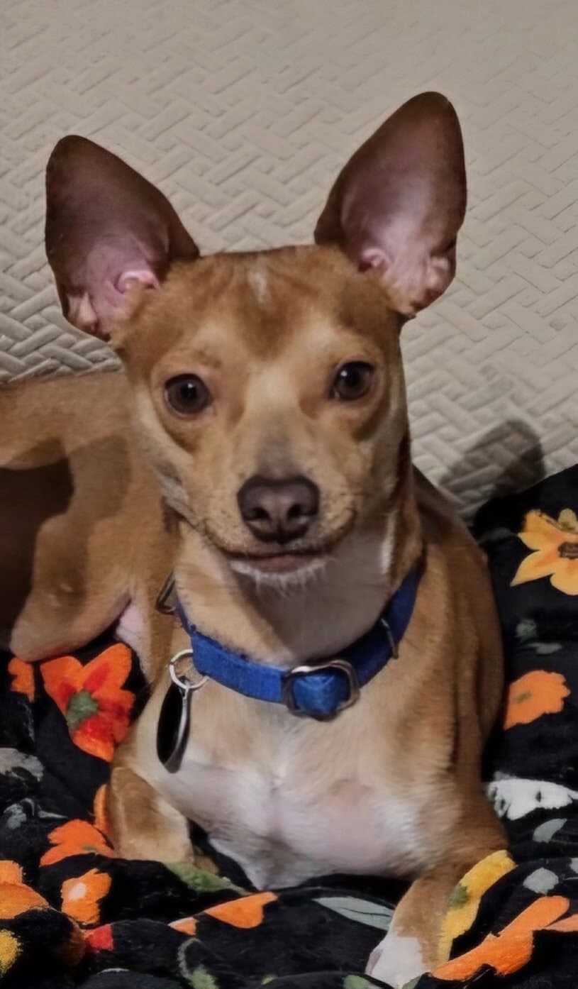 Atlas - Chihuahua