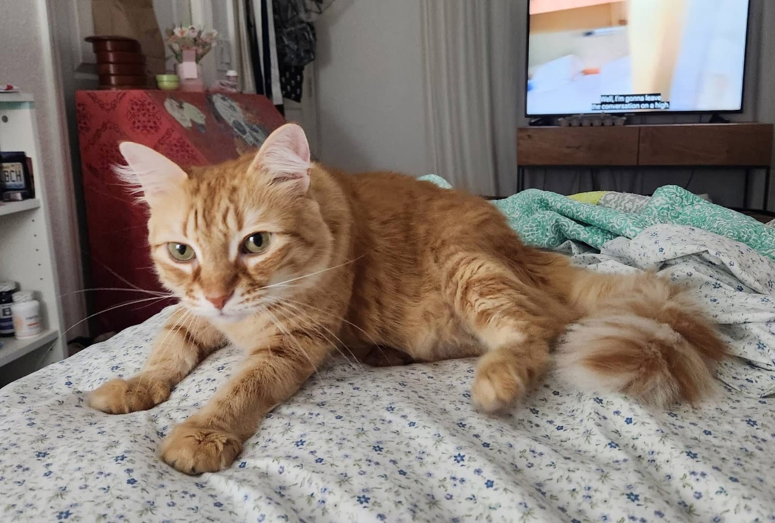 Ms Fable - Domestic Long Hair