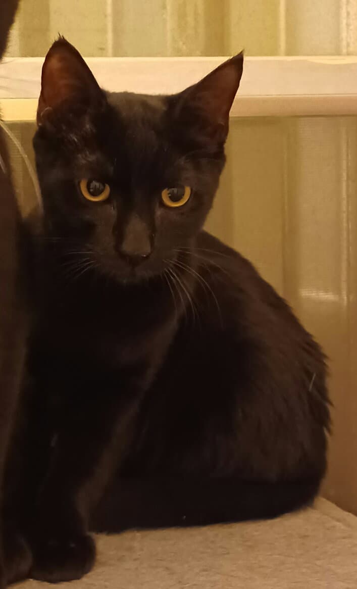 Sam - Domestic Short Hair