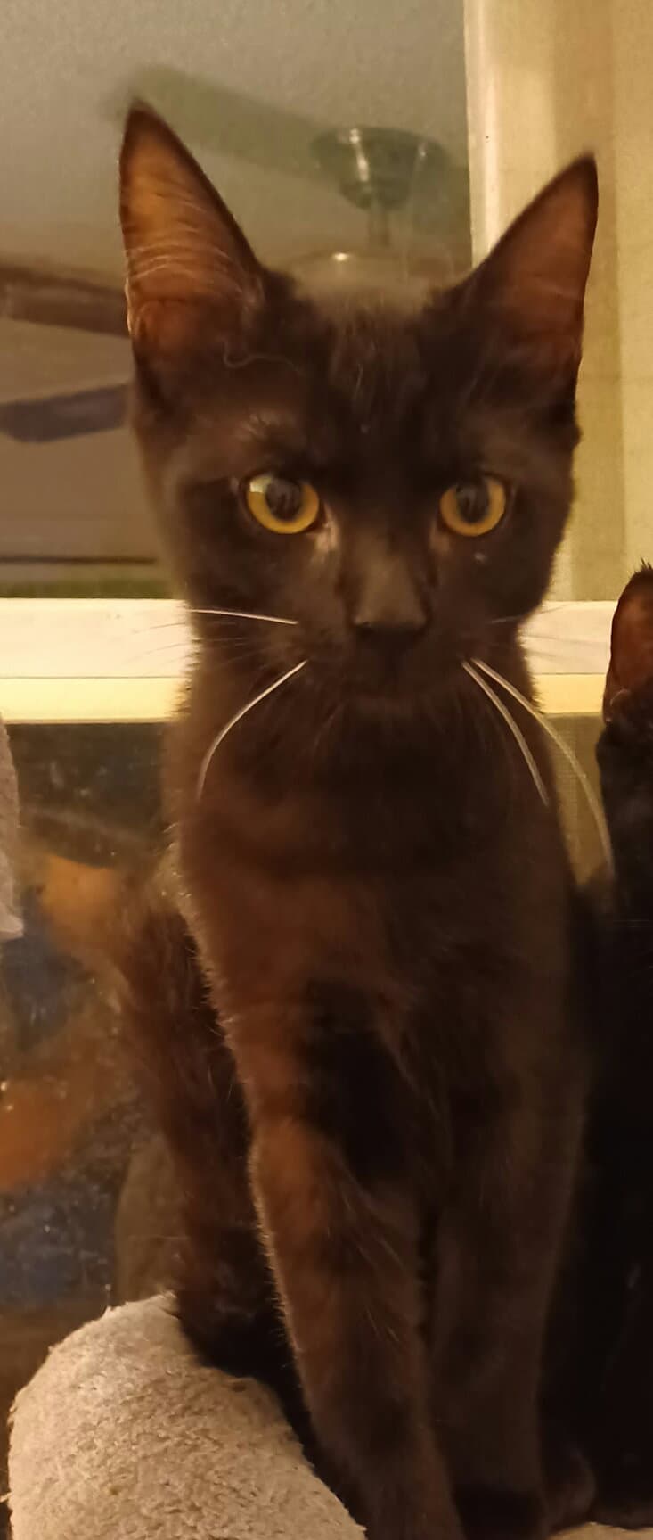 Dean - Domestic Short Hair