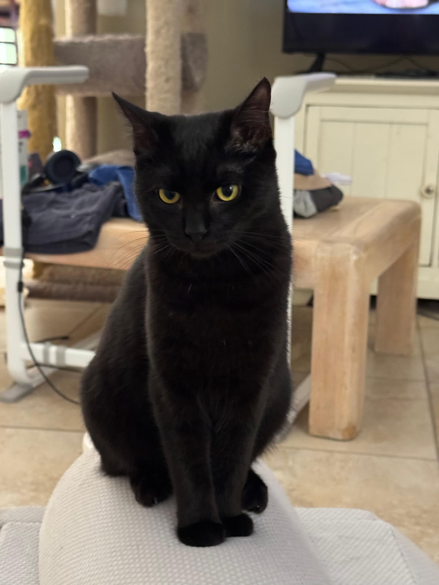 Jackie - Domestic Short Hair
