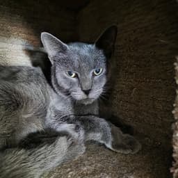 Lady Grey image 2