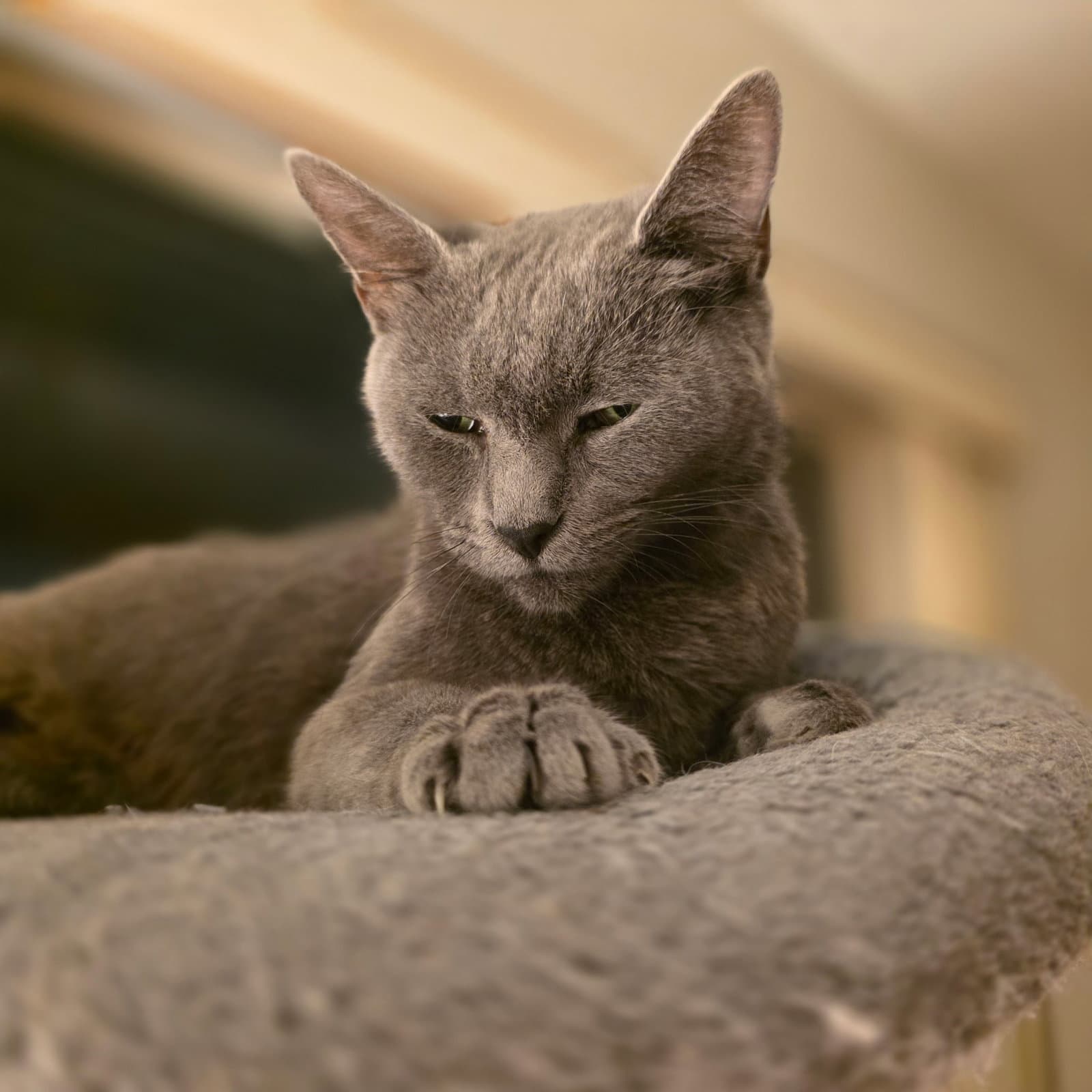 Lady Grey - Domestic Short Hair