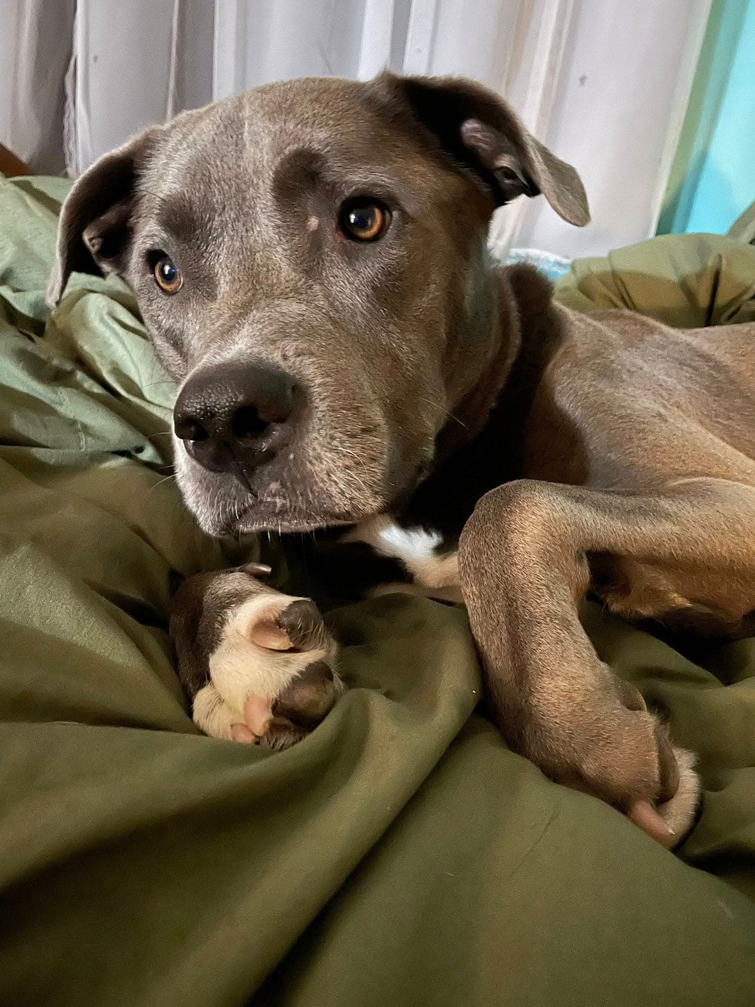 Landon - Terrier