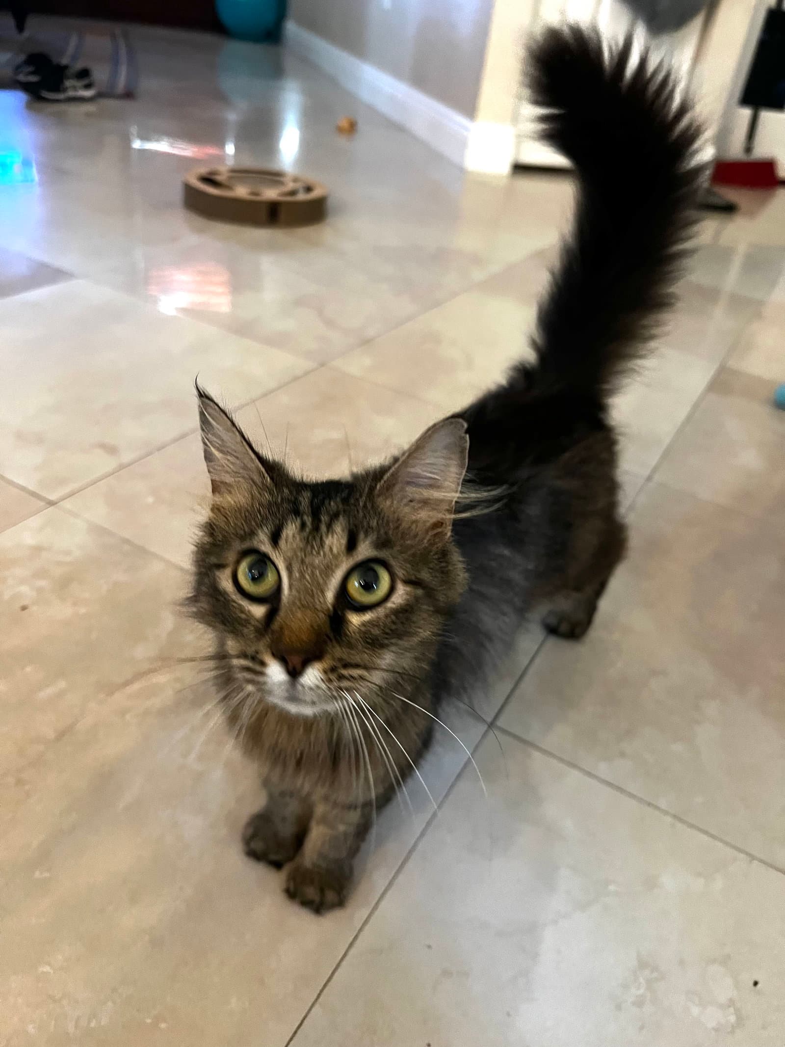 Peaches - Domestic Long Hair