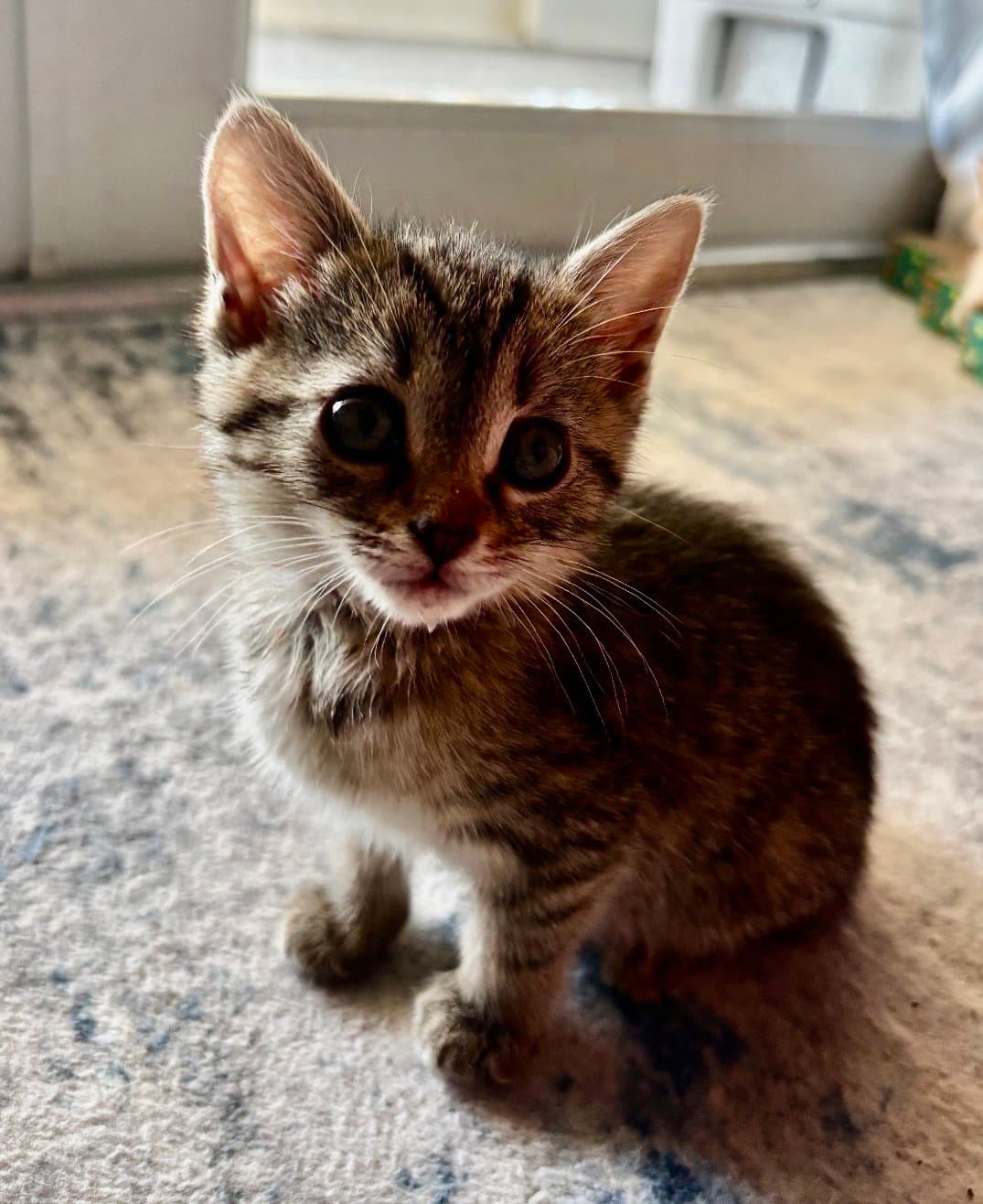 Happy Kitten - Tabby