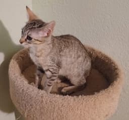 Happy Kitten image 2