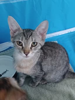Happy Kitten image 3
