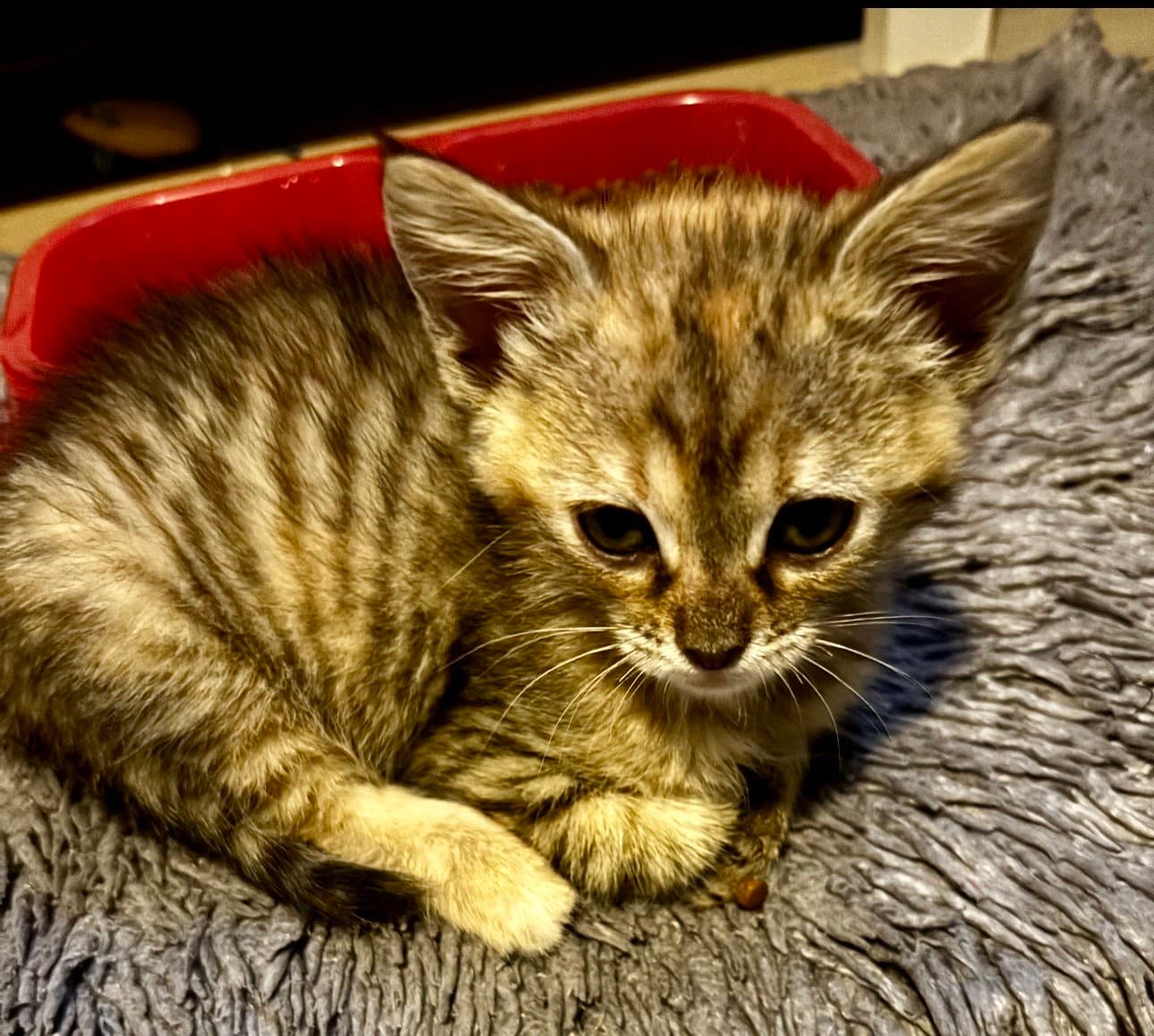 Hershey - Tabby