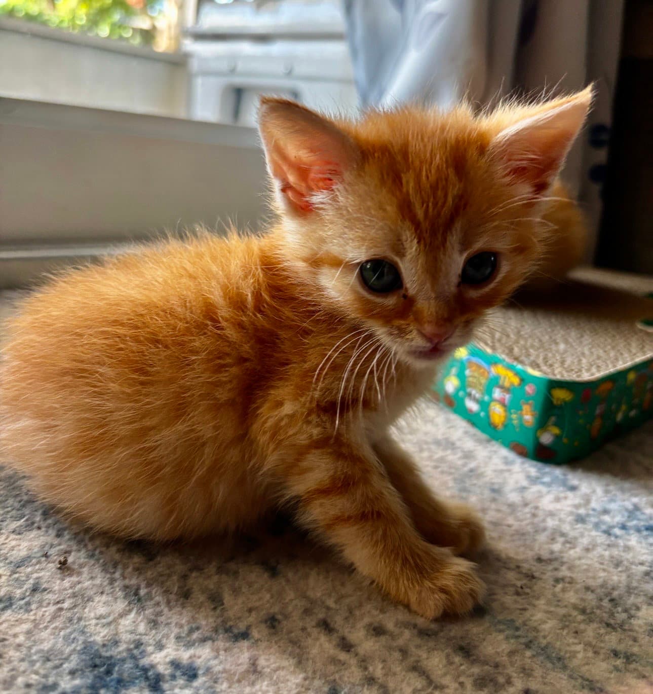 Henry - Domestic Medium Hair