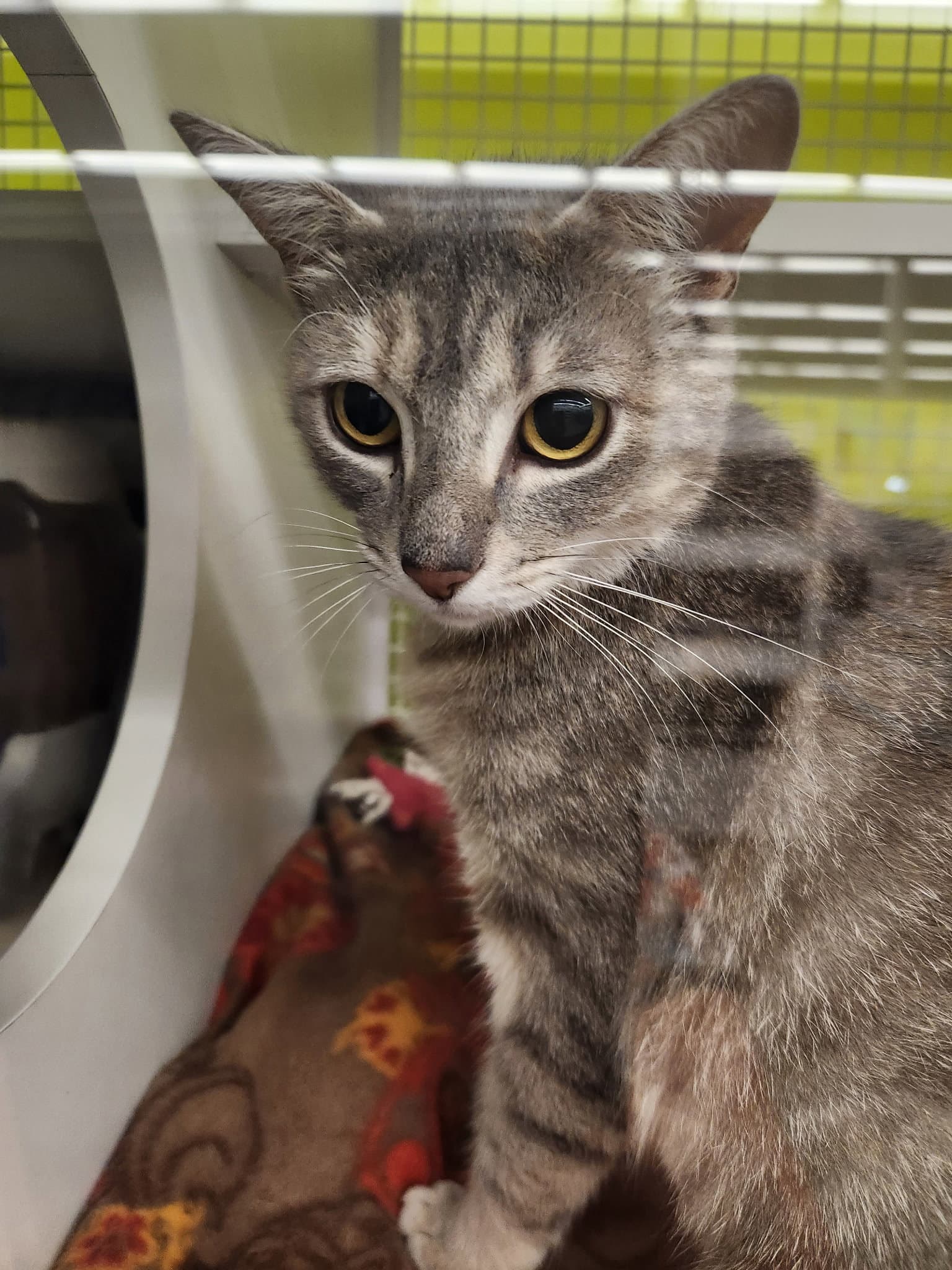Merlot - Tabby