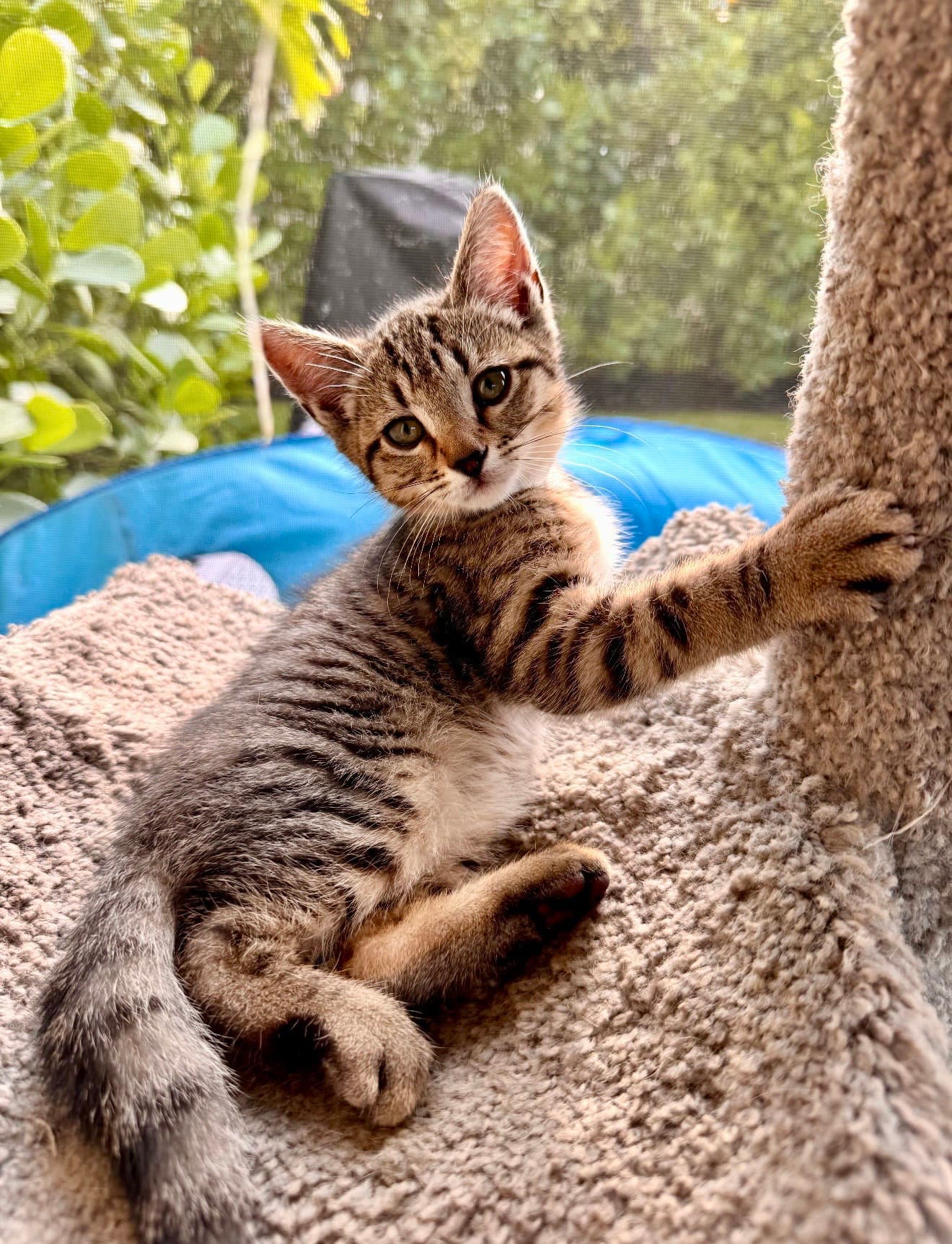 Muffin - Tabby