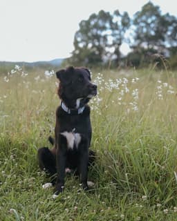 Asher image 1