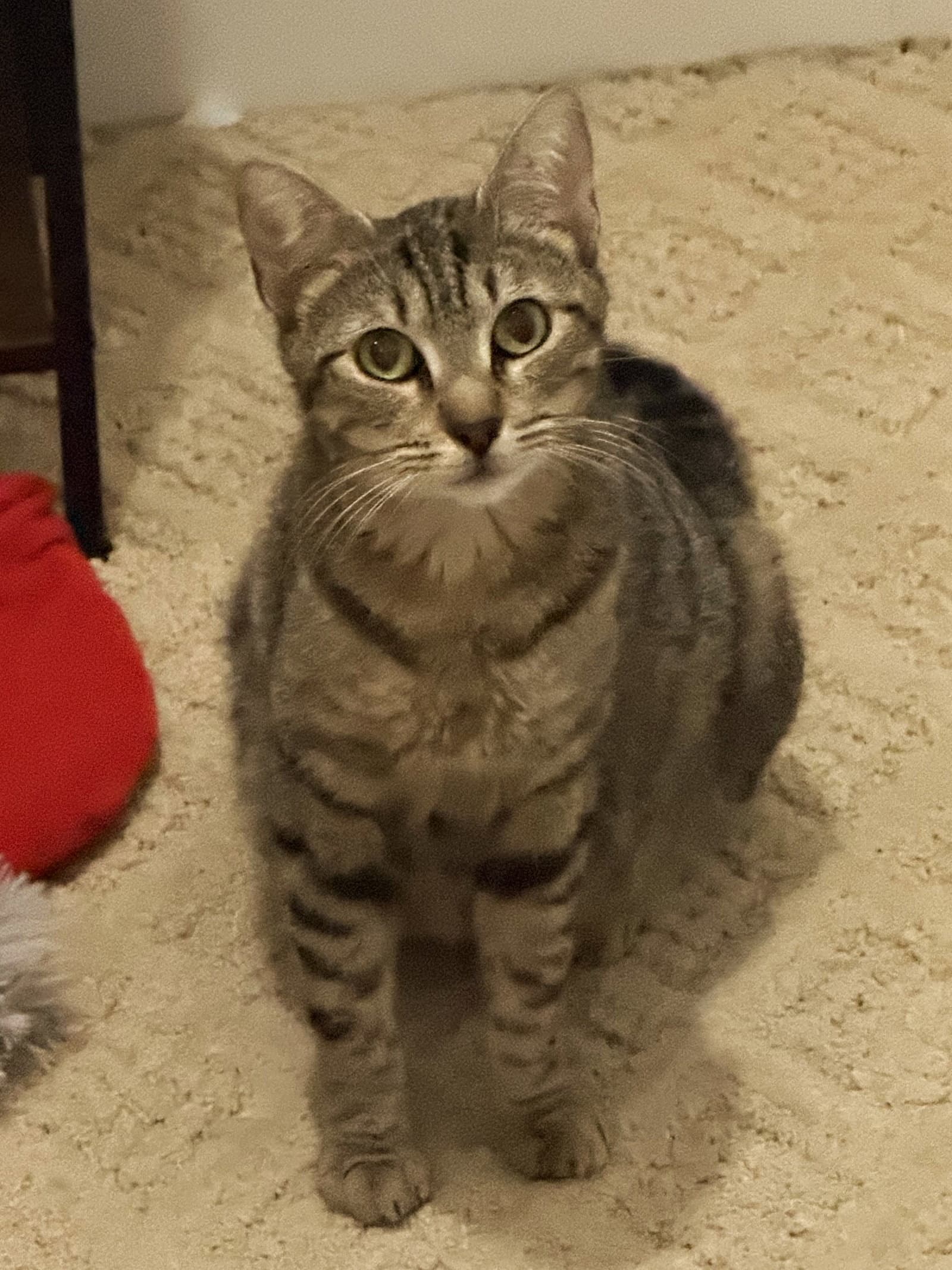 Sarabi - Tabby