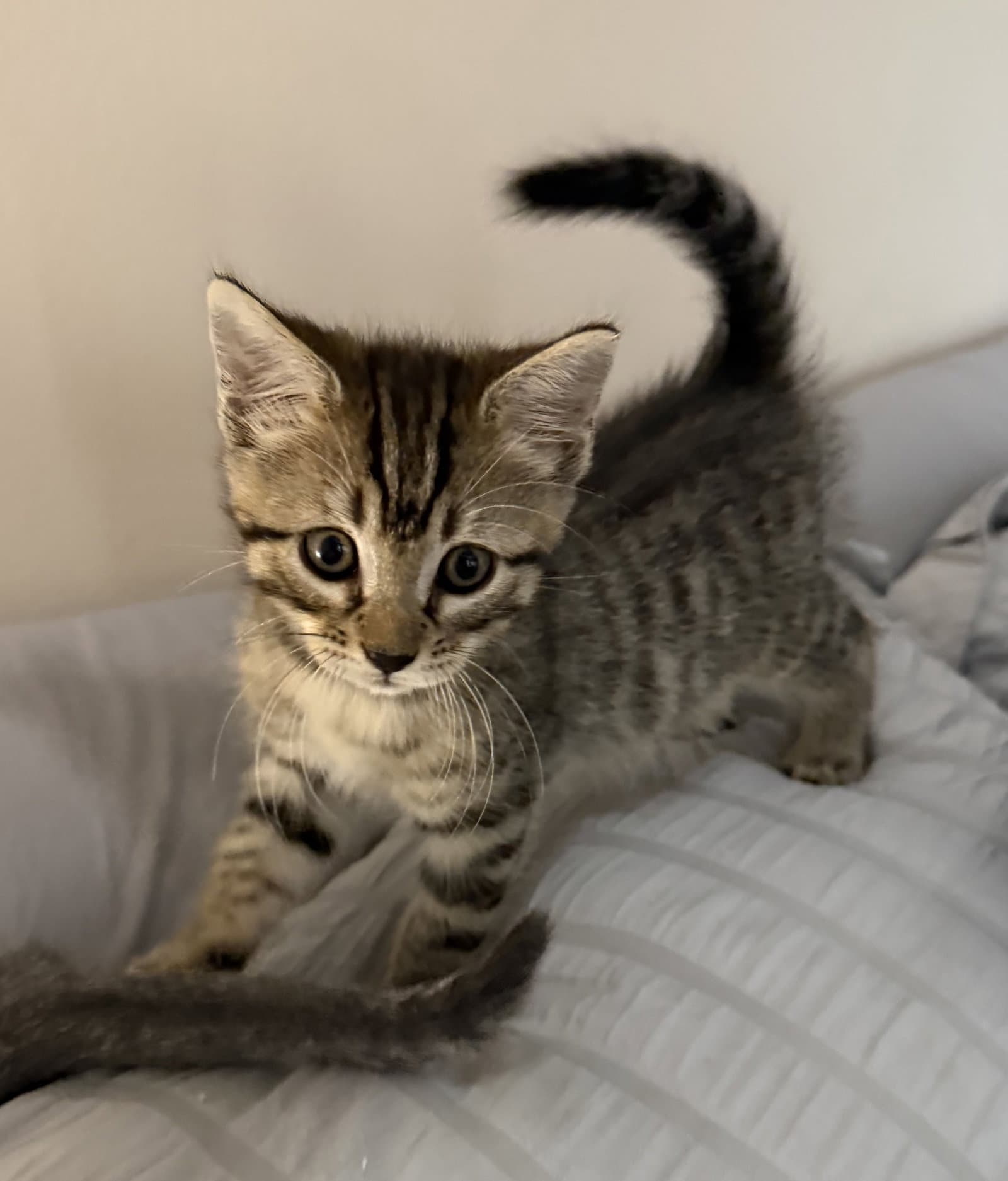 Mufasa - Domestic Medium Hair