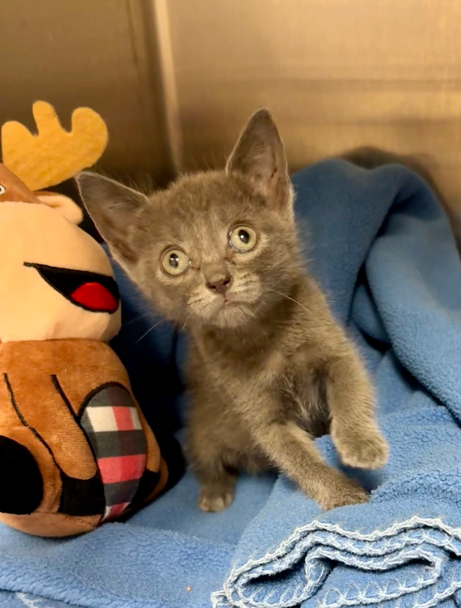 Lily - Domestic Short Hair