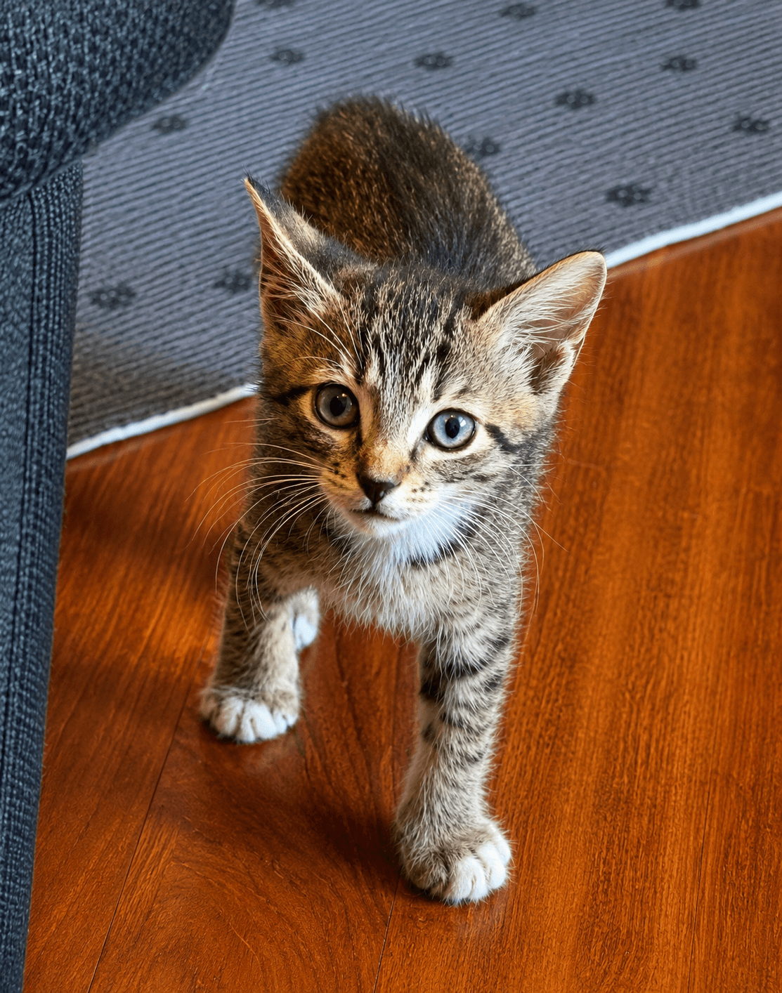 Luca - Tabby