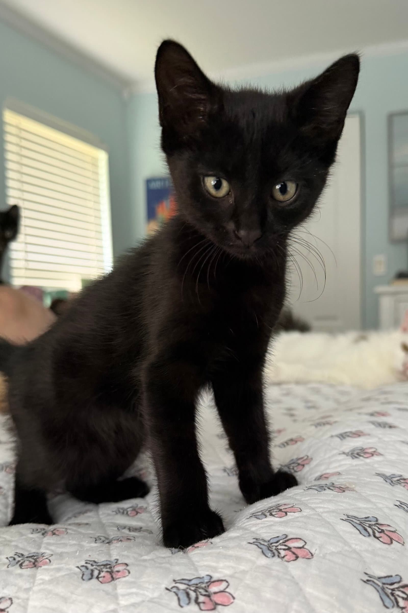 Neo - Domestic Short Hair