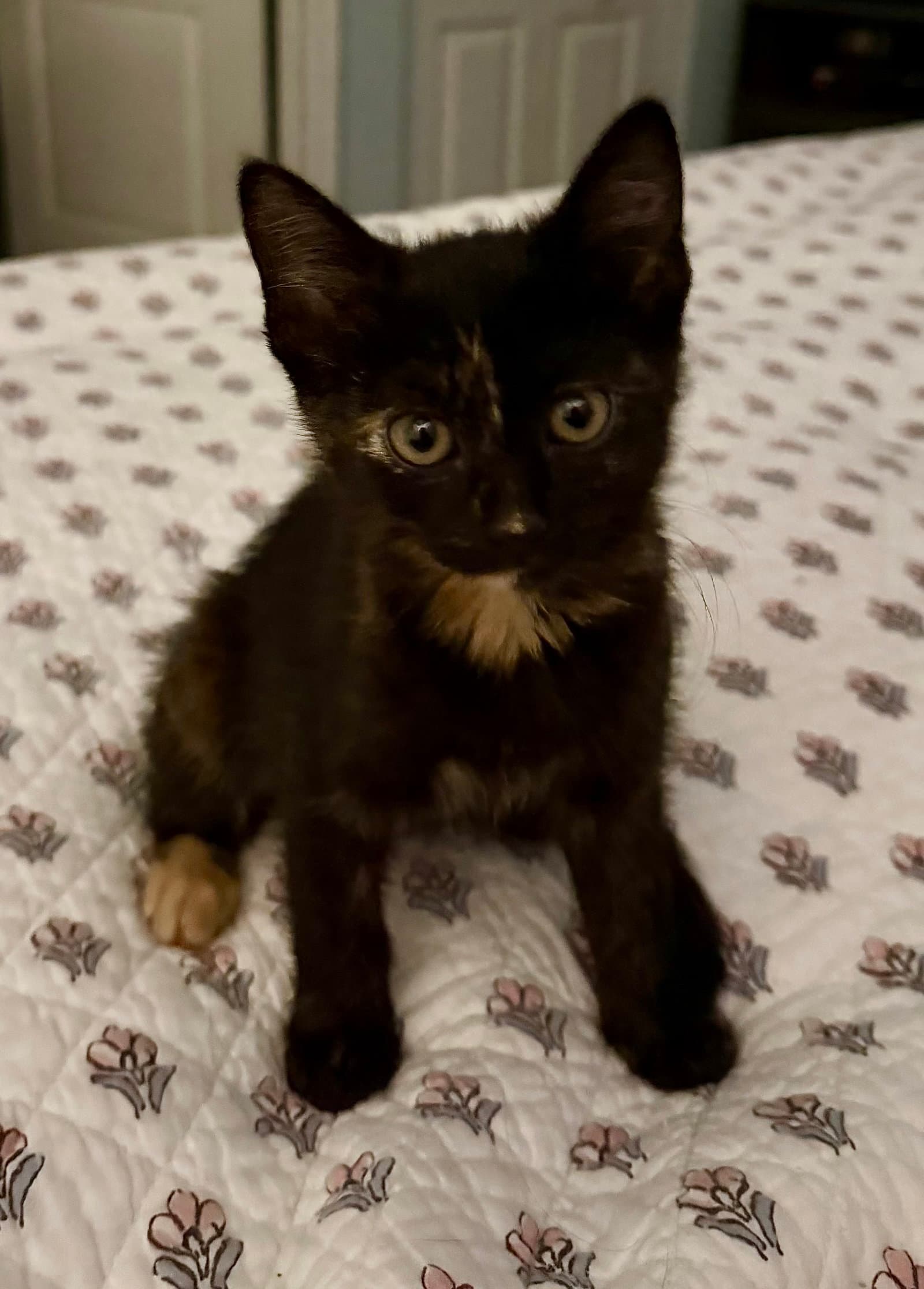 Trinity - Tortoiseshell