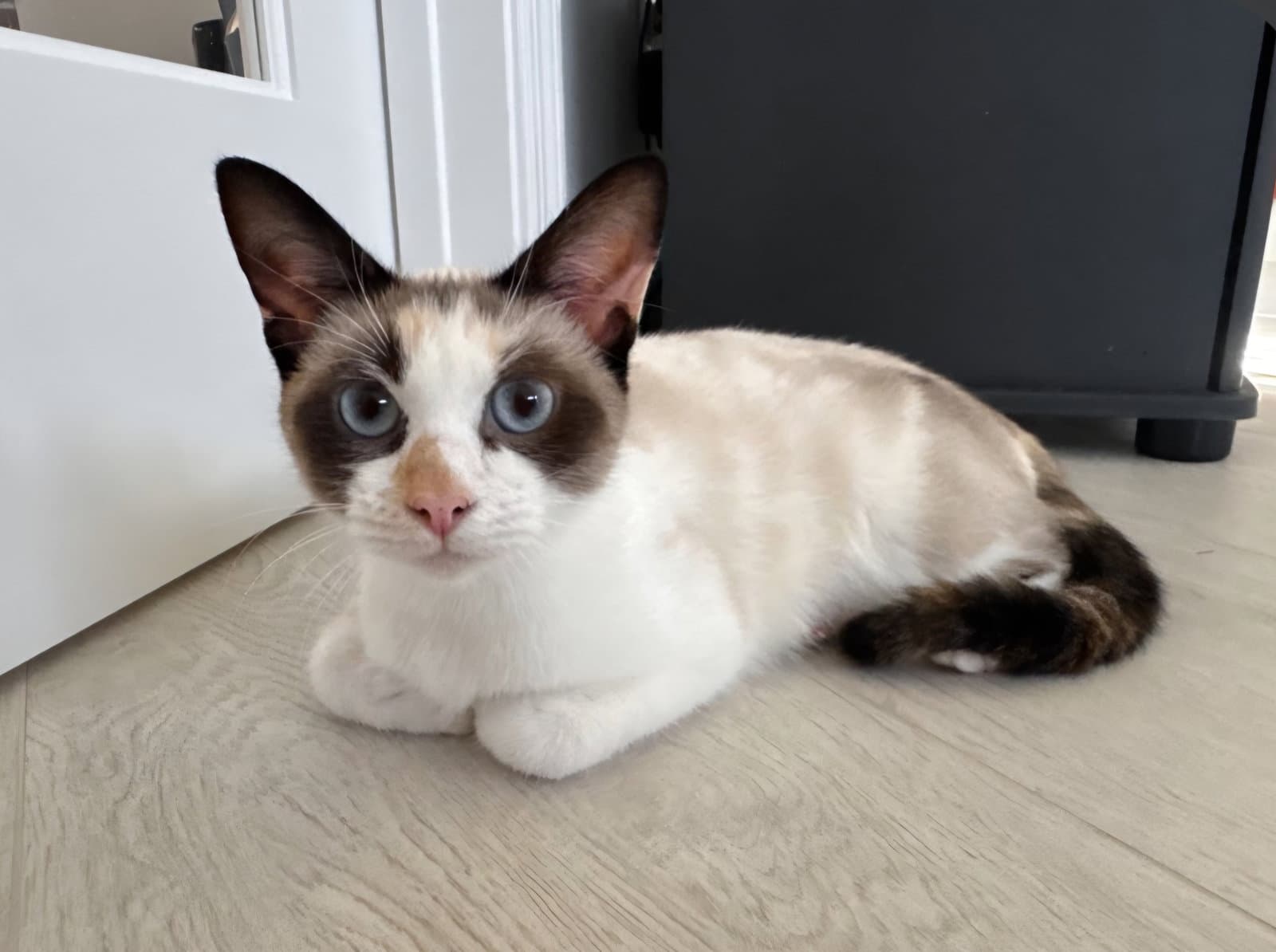 Opal - Snowshoe