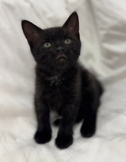 Onyx image 1