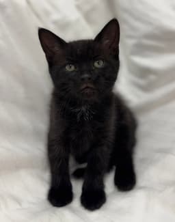 Onyx image 2