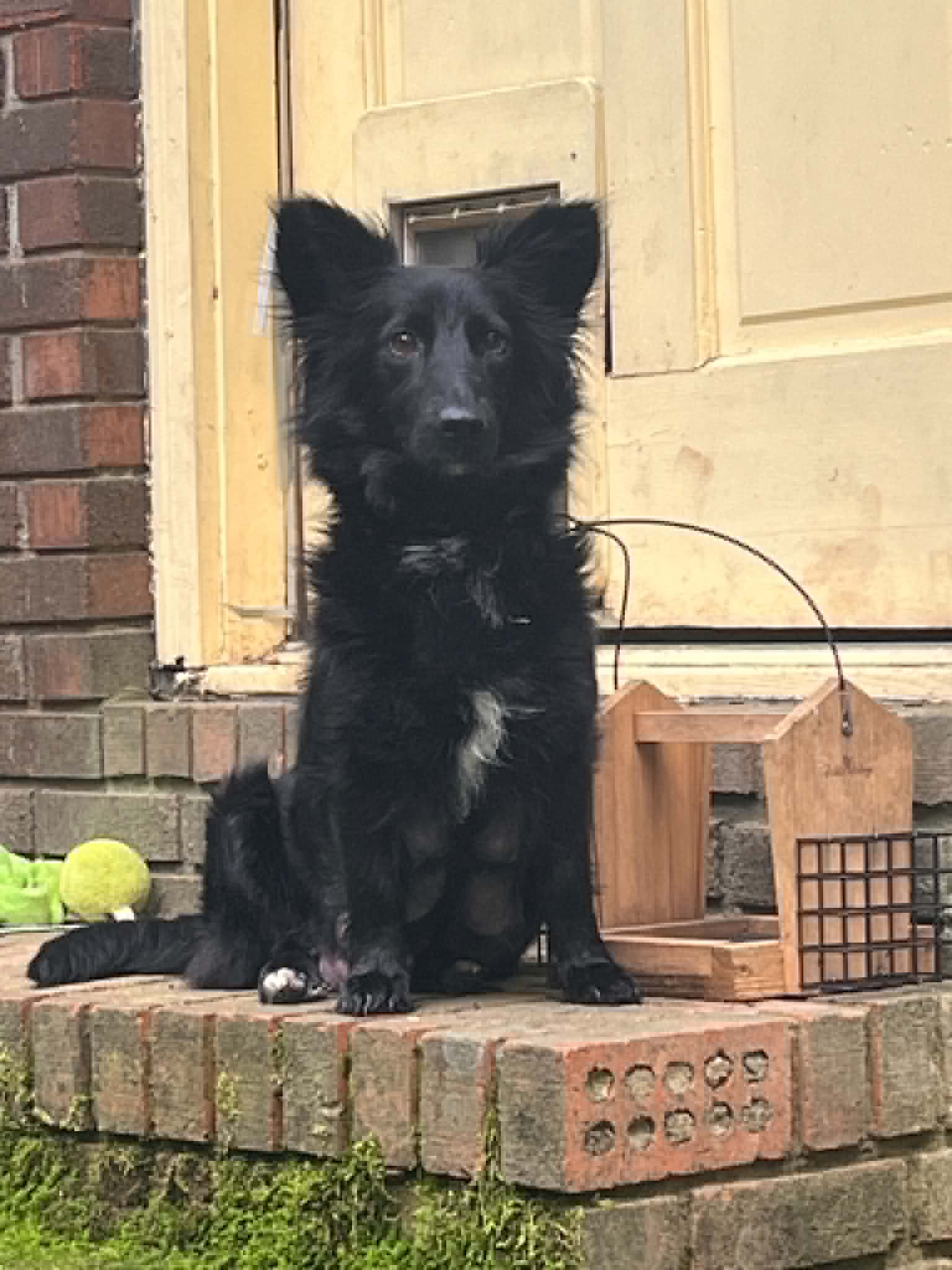 Rosie - Terrier