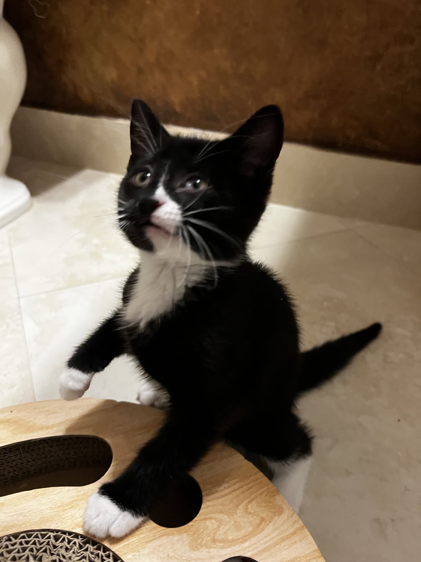 Bella - Domestic Short Hair