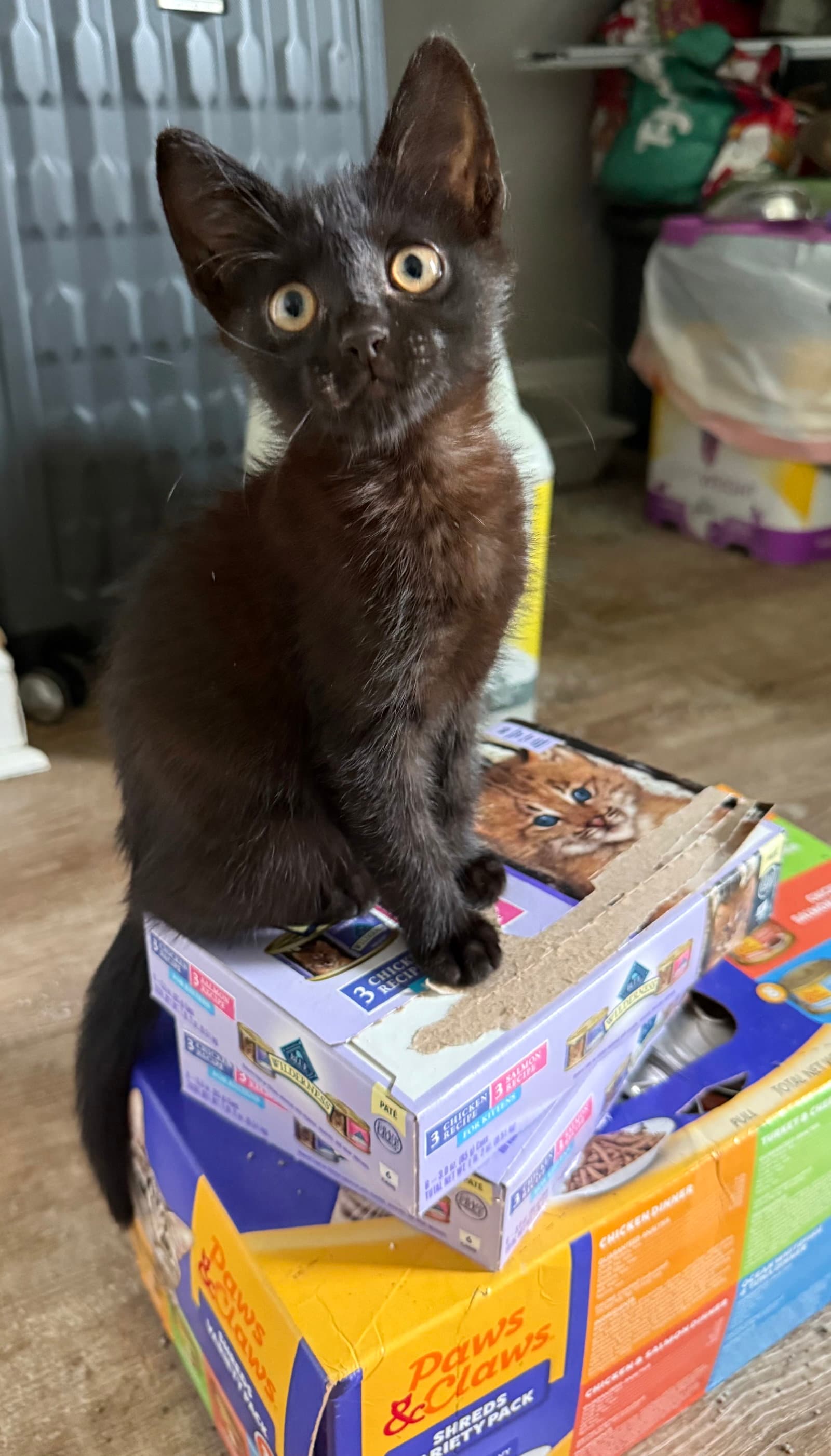 June Cash - Domestic Short Hair