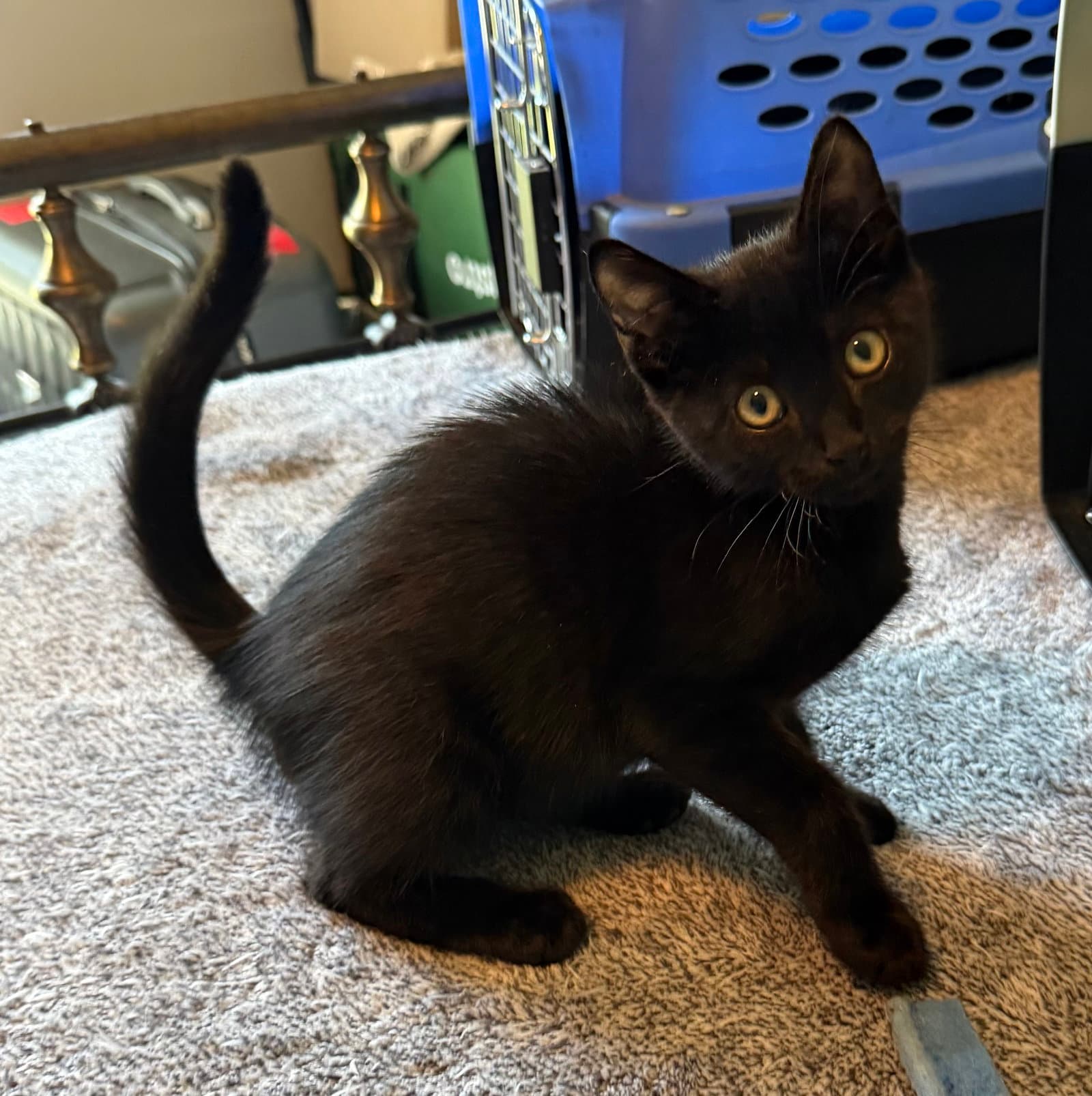 Jonny Cash - Domestic Short Hair