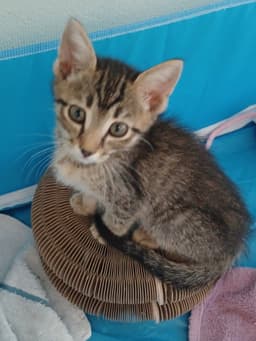 Abby image 1