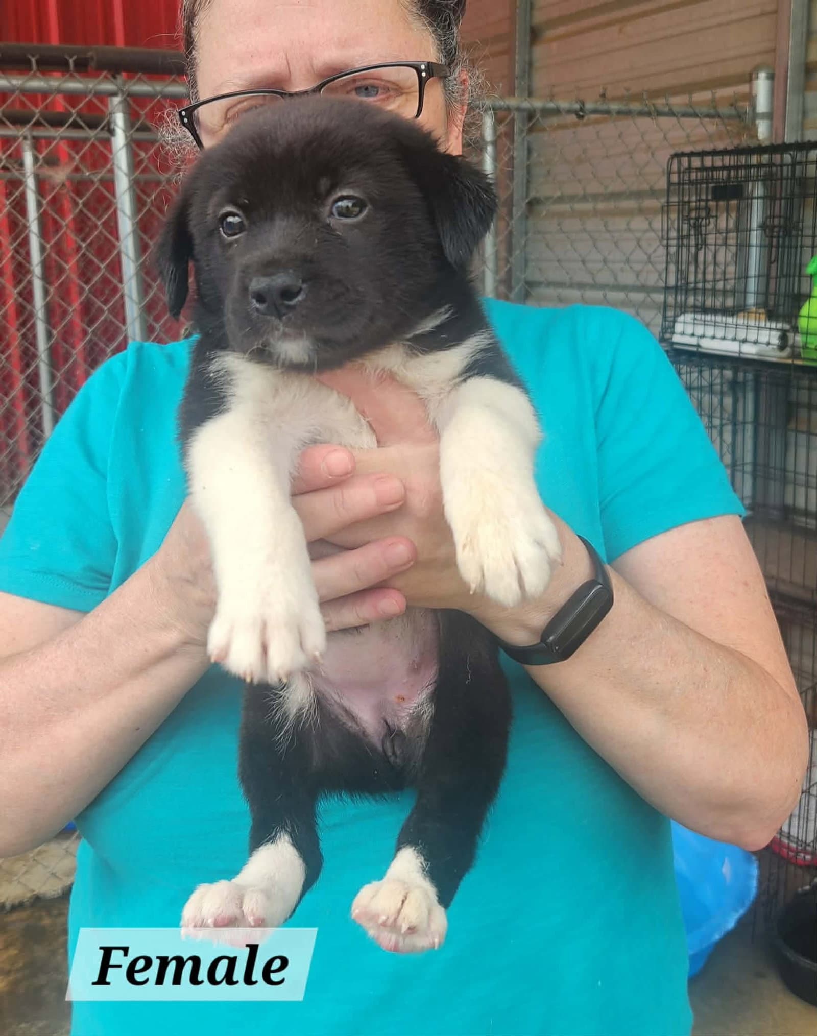 Sable - Labrador Retriever