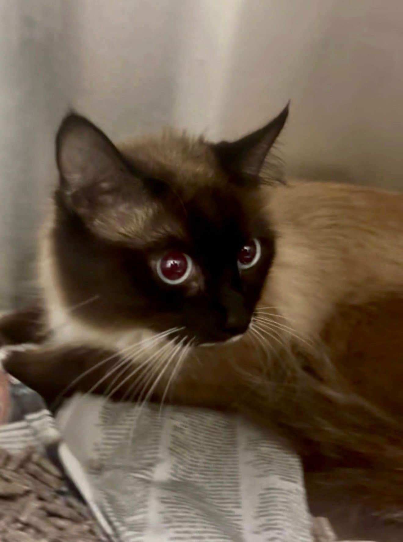 Emmett Otter - Siamese