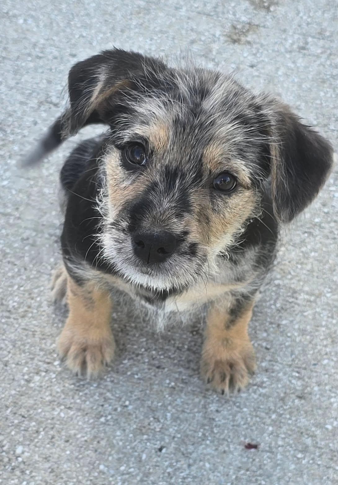 Hendrix - Yorkshire Terrier Yorkie