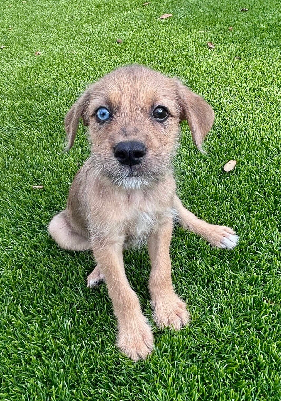 Hue - Yorkshire Terrier Yorkie