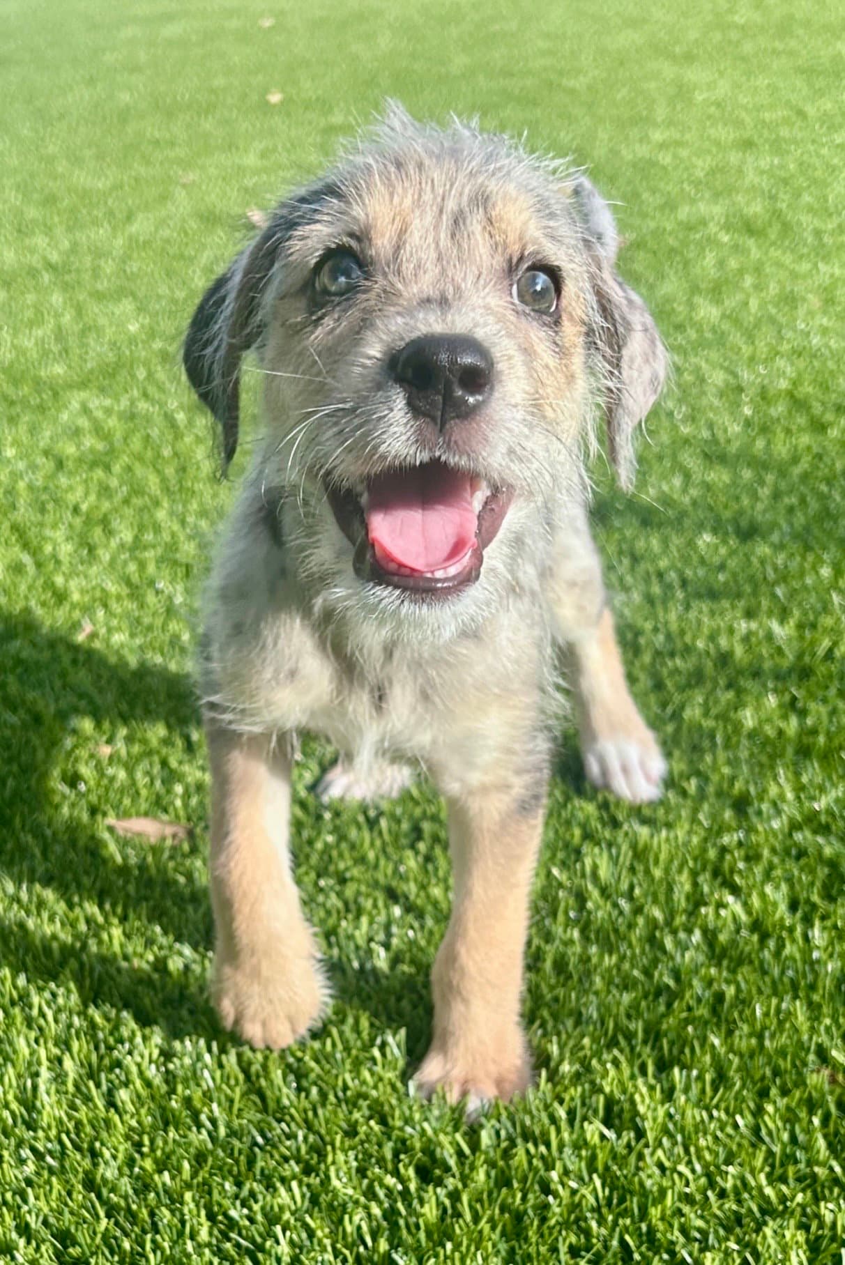 Haze - Yorkshire Terrier Yorkie
