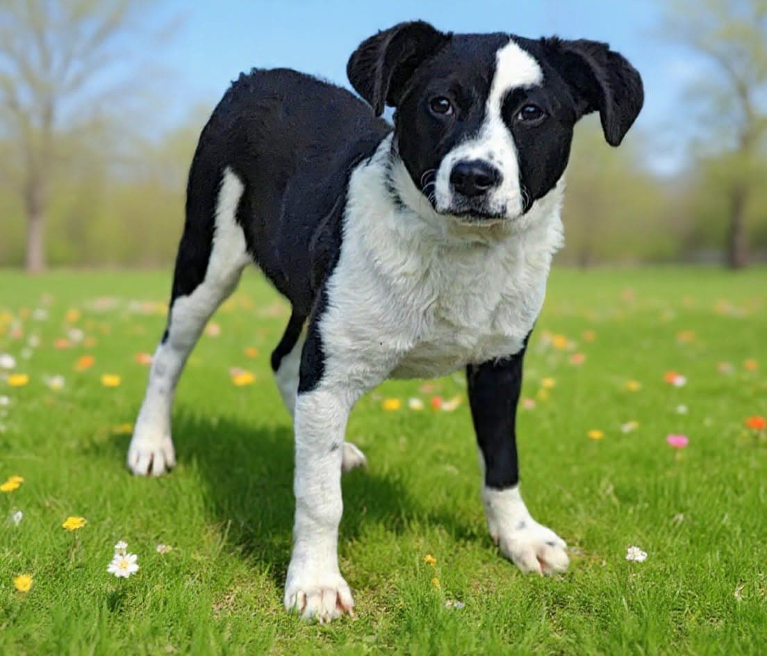 Punkin - Border Collie
