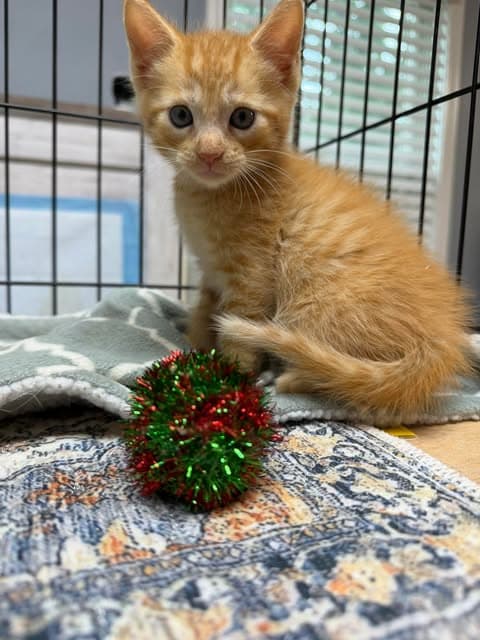 Chopper - Domestic Short Hair