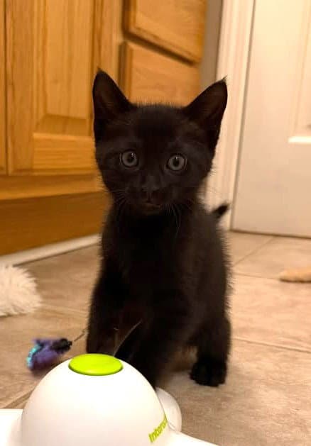 Cora - Domestic Short Hair
