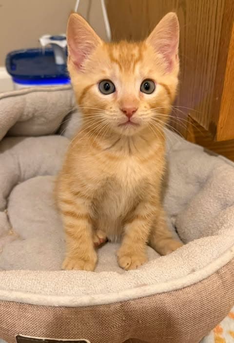 Cornbread - Domestic Short Hair