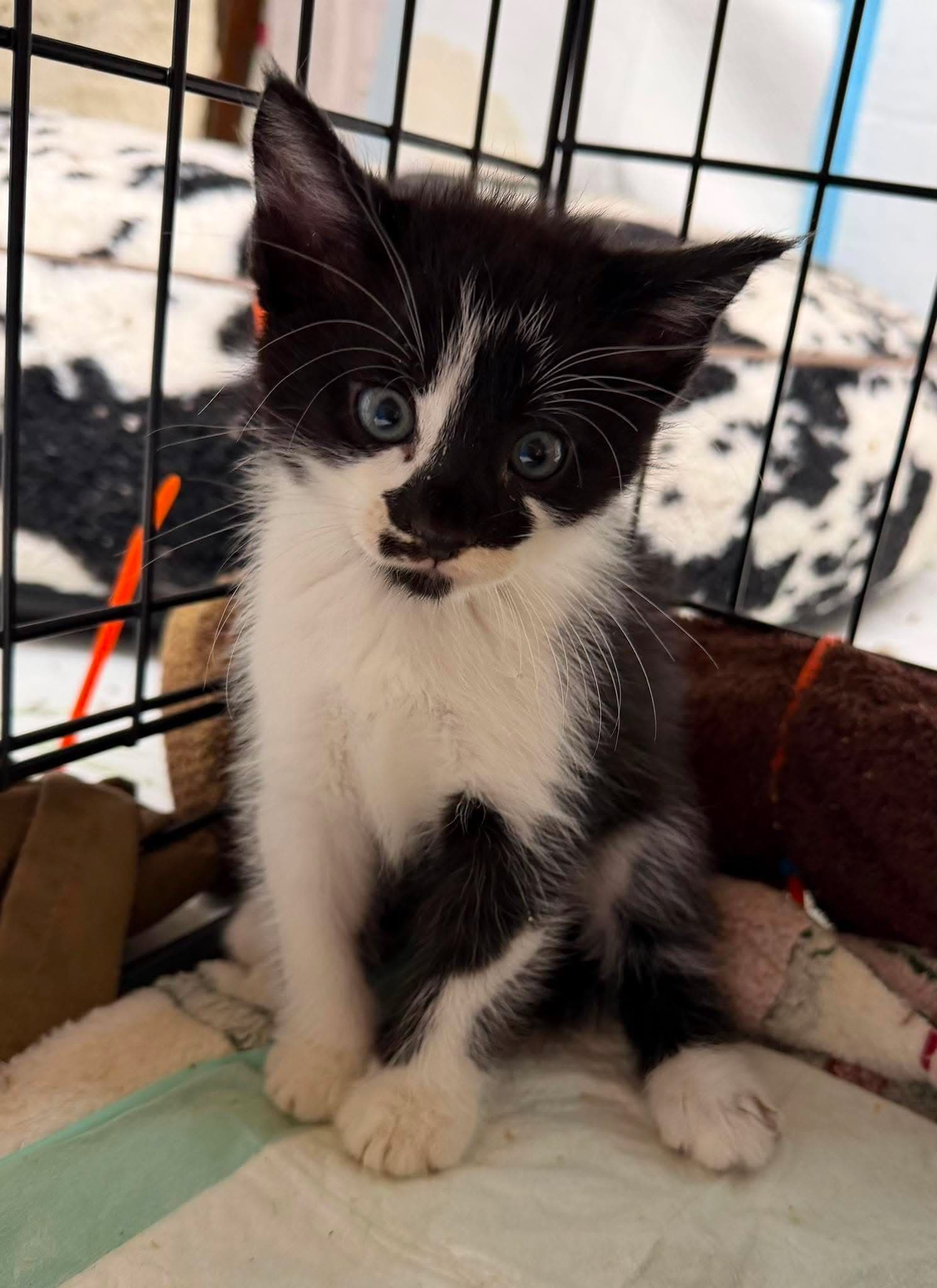 Cosmos - Domestic Medium Hair
