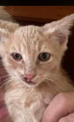 Cheeto image 1