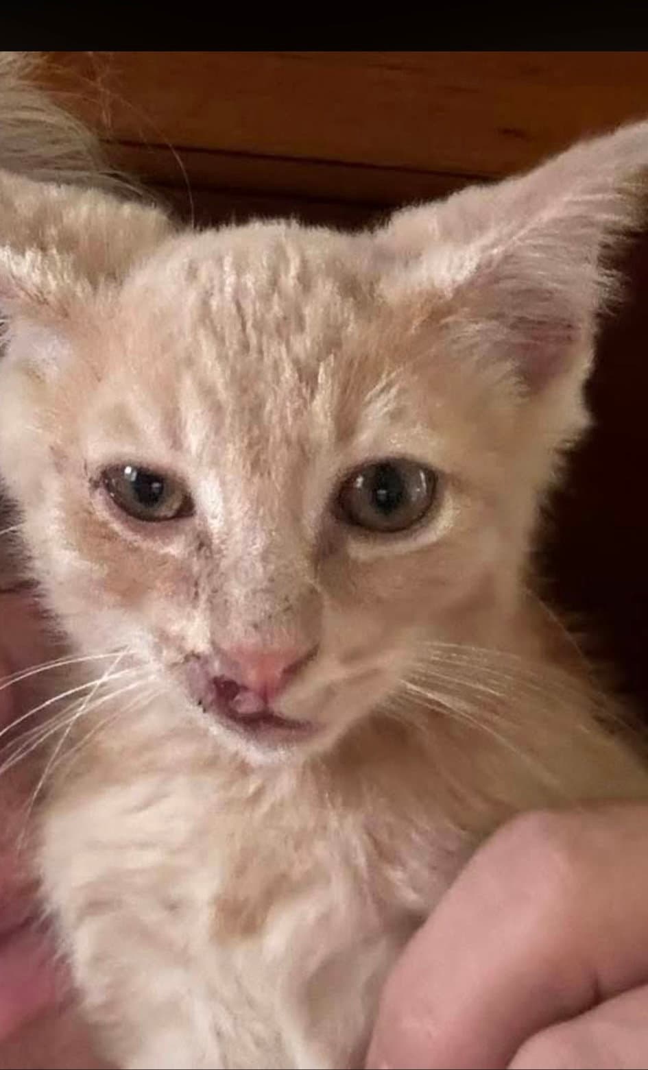 Cheeto - Tabby