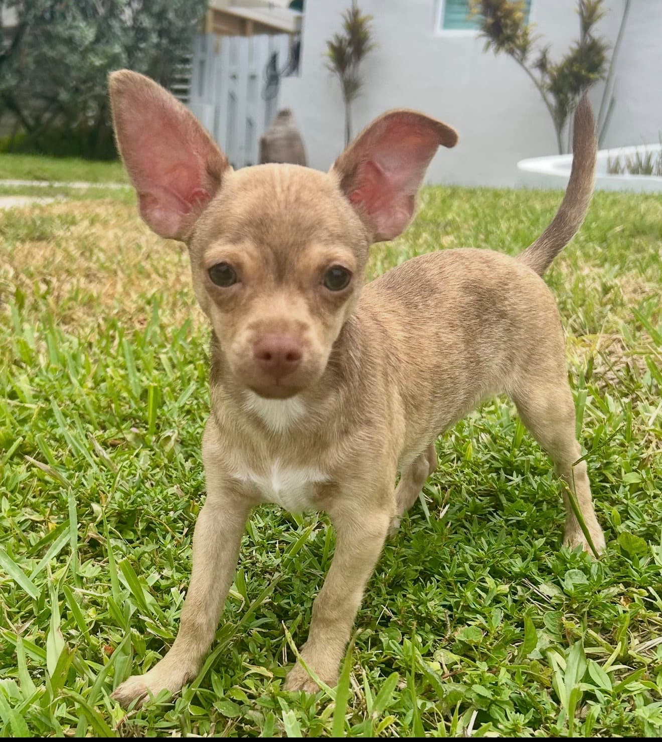 Taqueno - Chihuahua