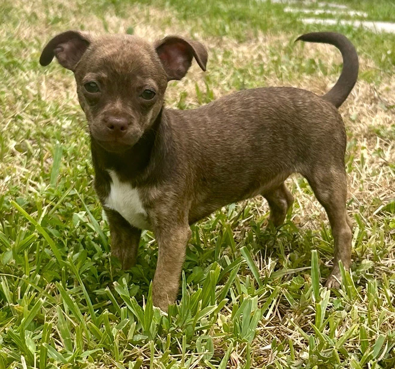 Tequila - Chihuahua