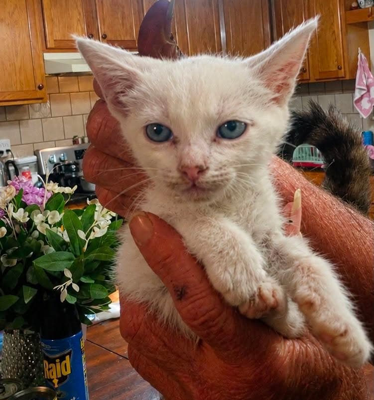 Ricki - Domestic Short Hair
