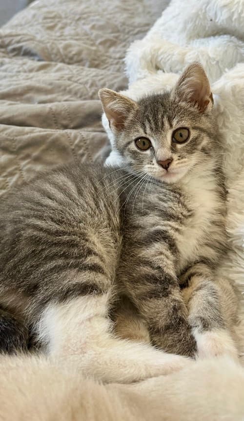 Fern - Domestic Short Hair